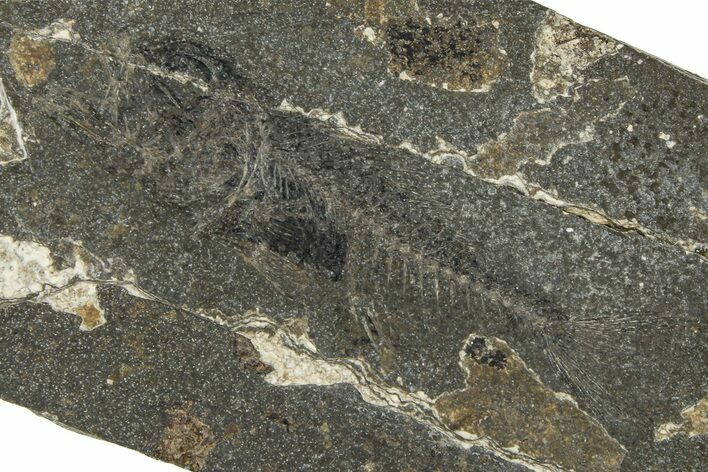 Oligocene Fossil Percoid Fish (Oligoserranoides) - Poland #374397